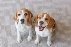 Photo of two puppy beagles sitting on a carpet